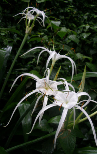 Fleur devant un temple  Weibao Shan, Yunnan, Chine